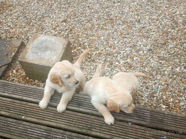 Golden retriever puppies for sale in Gainsborough, Lincolnshire - Image 4