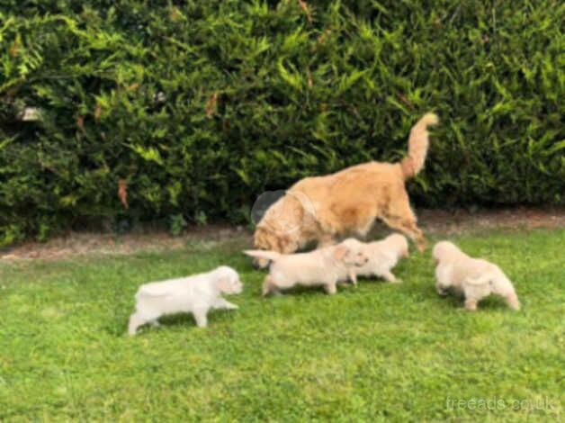 Golden Retriever puppies for sale in Glasgow, Glasgow City