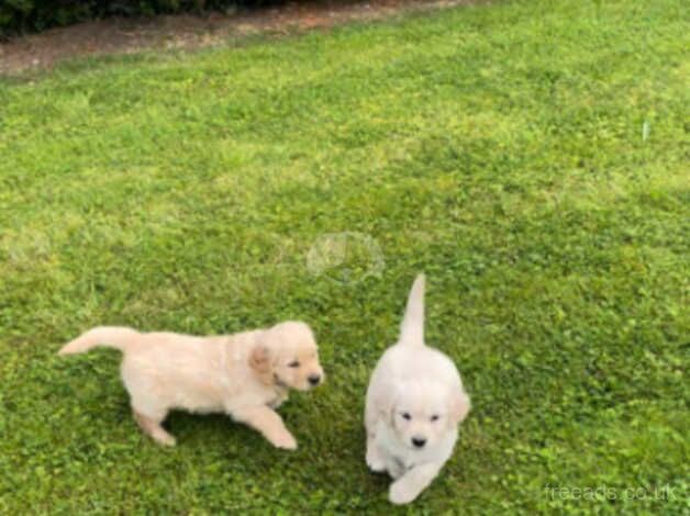 Golden Retrievers for sale in Glasgow, Glasgow City