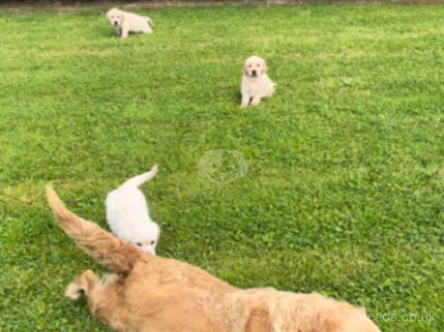 Golden Retriever Puppies for sale in Glasgow City