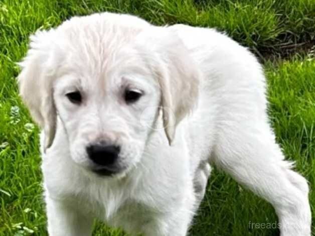 Golden Retriever puppies for sale in Glasgow, Glasgow City