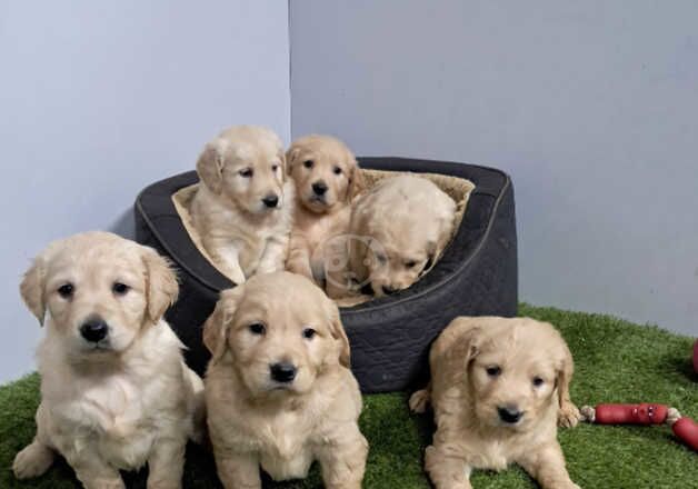 Golden retriever puppies for sale in Glasgow, Glasgow City