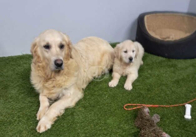 Golden Retrievers for sale in Glasgow, Glasgow City