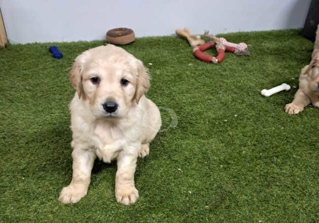 Golden Retriever Puppies for sale in Glasgow City