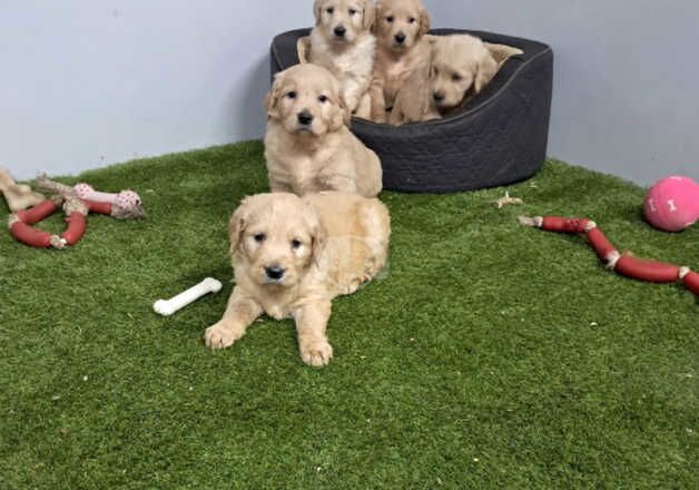 Golden Retriever Puppies for sale