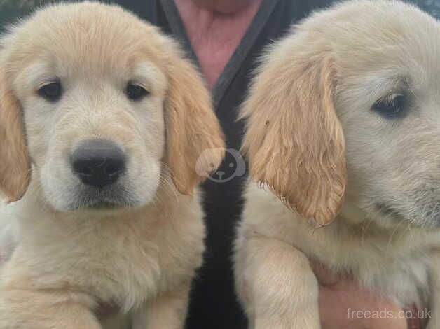 Golden Retriever puppies for sale in Haxey, Lincolnshire - Image 1