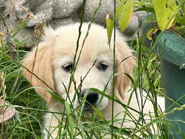 Golden Retriever puppies for sale in Haxey, Lincolnshire - Image 2