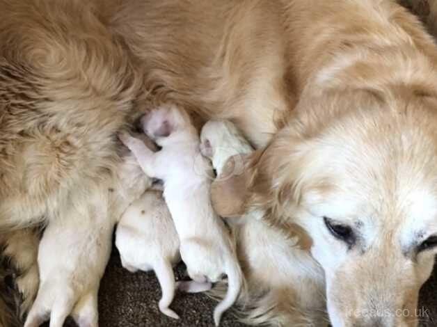 Golden Retriever puppies for sale in Haxey, Lincolnshire - Image 3