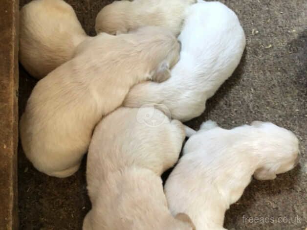 Golden Retriever puppies for sale in Haxey, Lincolnshire - Image 4