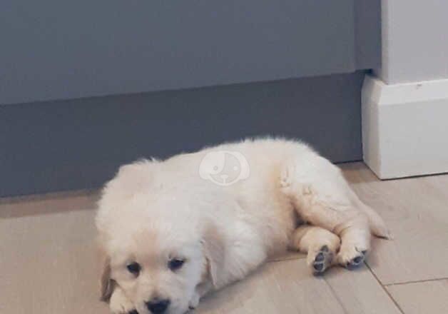 GOLDEN RETRIEVER PUPPIES for sale in Hounslow, Hounslow, Greater London - Image 2