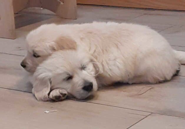 GOLDEN RETRIEVER PUPPIES for sale in Hounslow, Hounslow, Greater London - Image 3