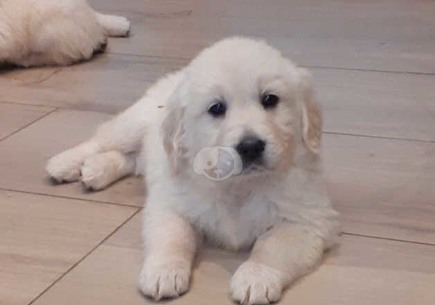 GOLDEN RETRIEVER PUPPIES for sale in Hounslow, Hounslow, Greater London - Image 4