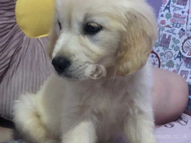 Golden retriever puppies for sale in Lambeth, Lambeth, Greater London