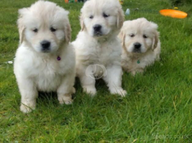 Golden Retriever Puppies for sale in Llandeilo, Carmarthenshire - Image 1