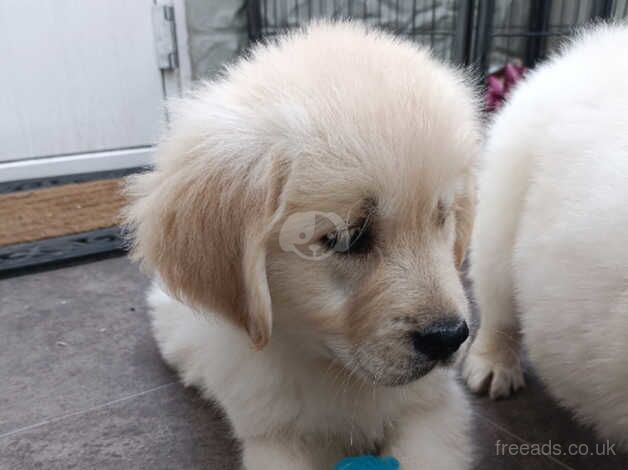 Golden Retriever Puppies for sale in Llandeilo, Carmarthenshire - Image 2