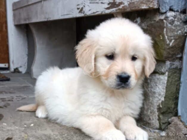 Golden Retriever Puppies for sale in Llandeilo, Carmarthenshire - Image 3