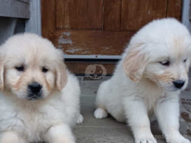 Golden Retriever Puppies for sale in Llandeilo, Carmarthenshire - Image 4