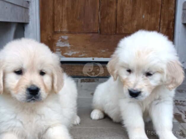 Golden Retriever Puppies for sale in Llandeilo, Carmarthenshire - Image 5