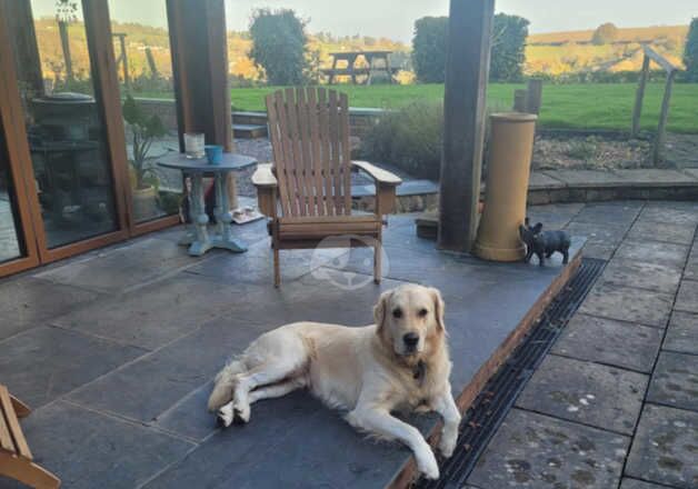 Golden Retriever Puppies for sale in Lydney, Gloucestershire - Image 4