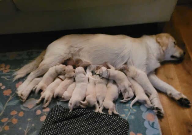 Golden Retriever Puppies for sale in Lydney, Gloucestershire - Image 5