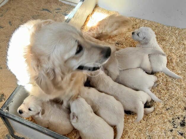 Golden Retriever Puppies for sale in March, South Lanarkshire - Image 1