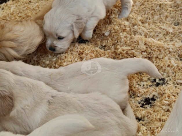 Golden Retriever Puppies for sale in March, South Lanarkshire - Image 2