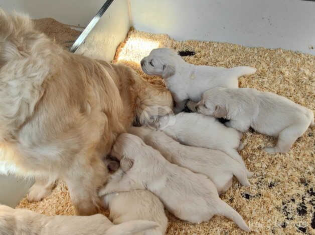 Golden Retriever Puppies for sale in March, South Lanarkshire - Image 3