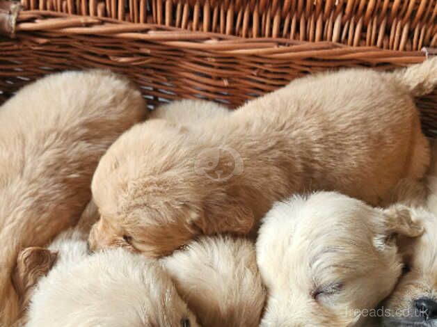 Golden retriever puppies for sale in Salisbury, Wiltshire