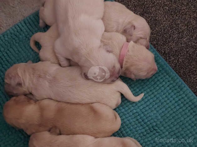 Golden retriever puppies for sale in Scunthorpe, Lincolnshire - Image 1