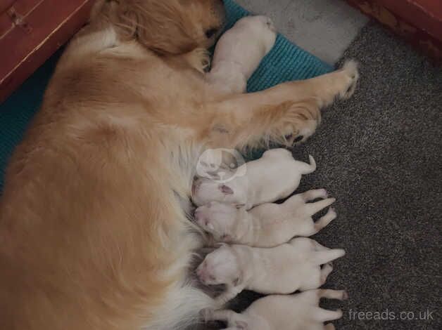 Golden retriever puppies for sale in Scunthorpe, Lincolnshire - Image 2