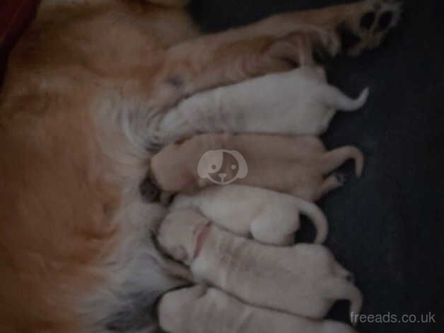 Golden retriever puppies for sale in Scunthorpe, Lincolnshire - Image 3