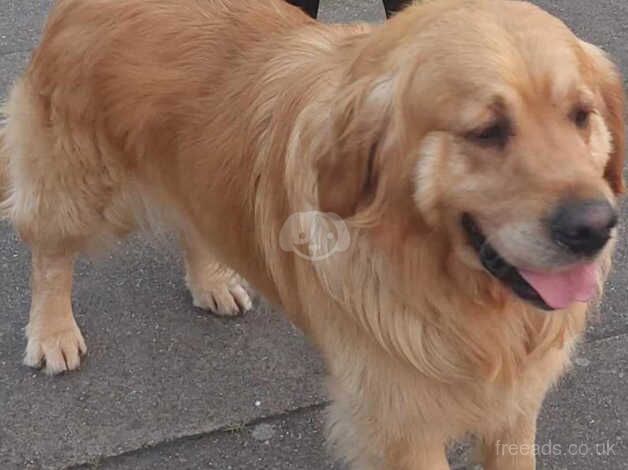 Golden retriever puppies for sale in Scunthorpe, Lincolnshire - Image 5