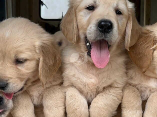 Golden Retriever puppies for sale in Stranraer, Dumfries and Galloway