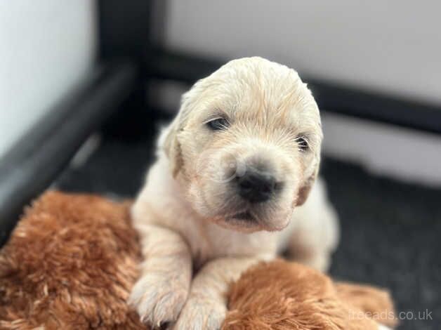 Golden Retriever puppies for sale in Torquay, Devon - Image 1