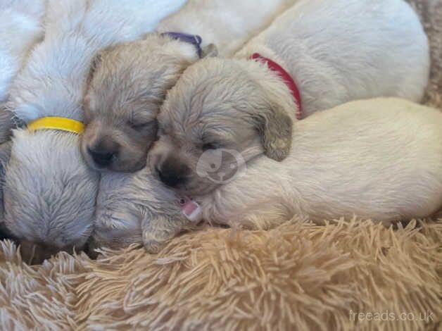 Golden Retriever puppies for sale in Torquay, Devon - Image 3