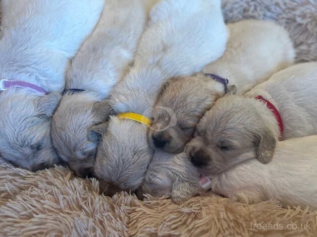 Golden Retriever puppies for sale in Torquay, Devon - Image 4