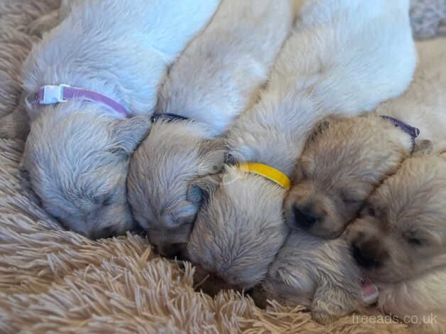 Golden Retriever puppies for sale in Torquay, Devon - Image 5