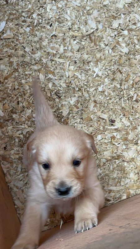 Golden Retriever Puppies KC Registered for sale in Newry, County Armagh - Image 1