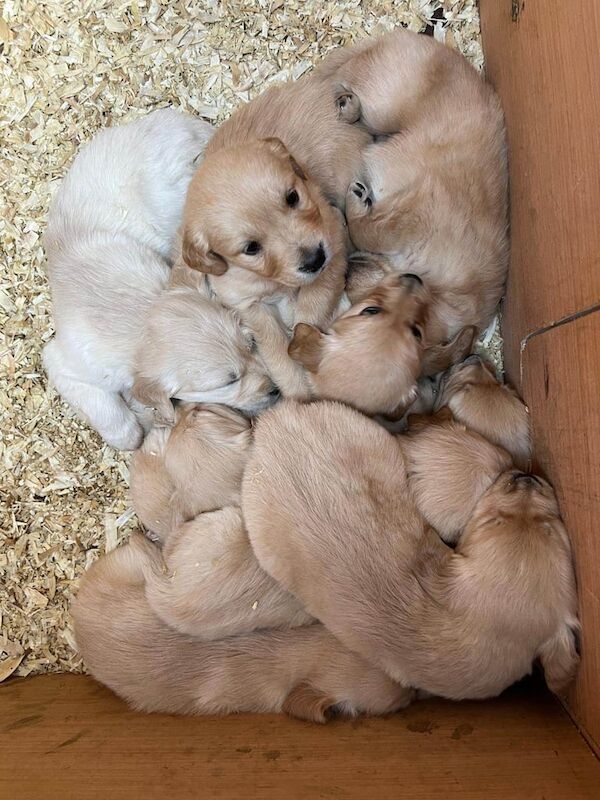 Golden Retriever Puppies KC Registered for sale in Newry, County Armagh - Image 2