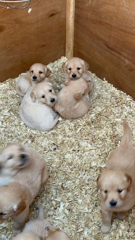 Golden Retriever Puppies KC Registered for sale in Newry, County Armagh - Image 3