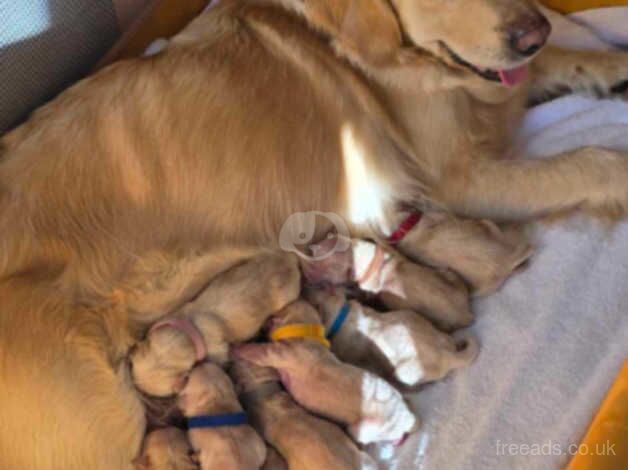 golden retriever puppies KC registered for sale in Carbis Bay, Cornwall