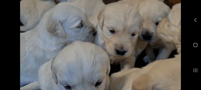 Golden Retriever puppies loking for home for sale in Ashton Upon Mersey, Greater Manchester - Image 1
