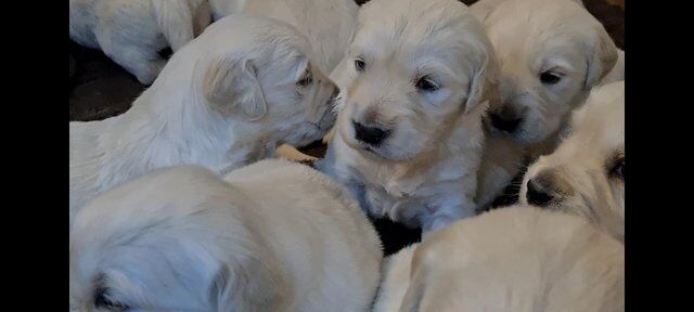 Golden Retriever puppies loking for home for sale in Ashton Upon Mersey, Greater Manchester - Image 4