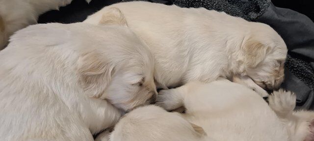Golden Retriever puppies loking for home for sale in Ashton Upon Mersey, Greater Manchester - Image 5