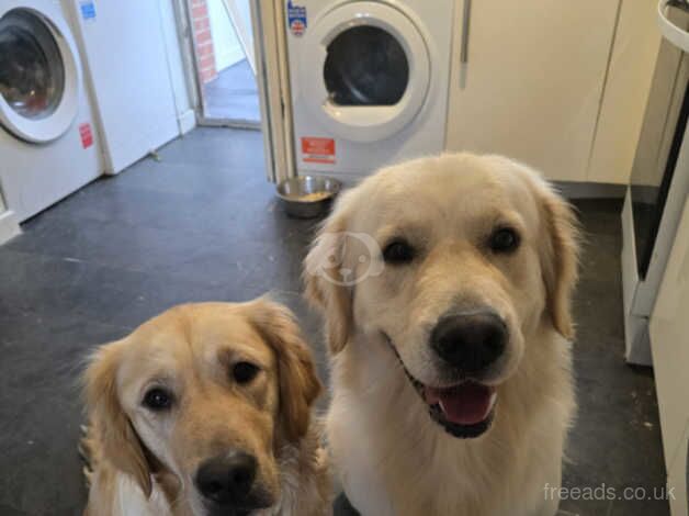 Golden retriever, puppies looking for the forever. Loving home for sale in Oldham, Greater Manchester - Image 1