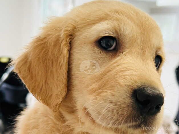 Golden retriever, puppies looking for the forever. Loving home for sale in Oldham, Greater Manchester - Image 2