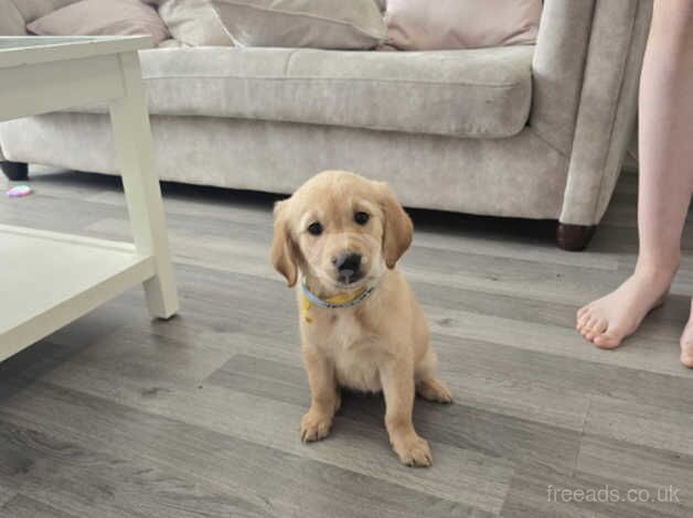 Golden retriever, puppies looking for the forever. Loving home for sale in Oldham, Greater Manchester - Image 3