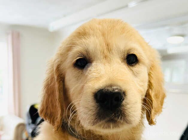 Golden retriever, puppies looking for the forever. Loving home for sale in Oldham, Greater Manchester - Image 4