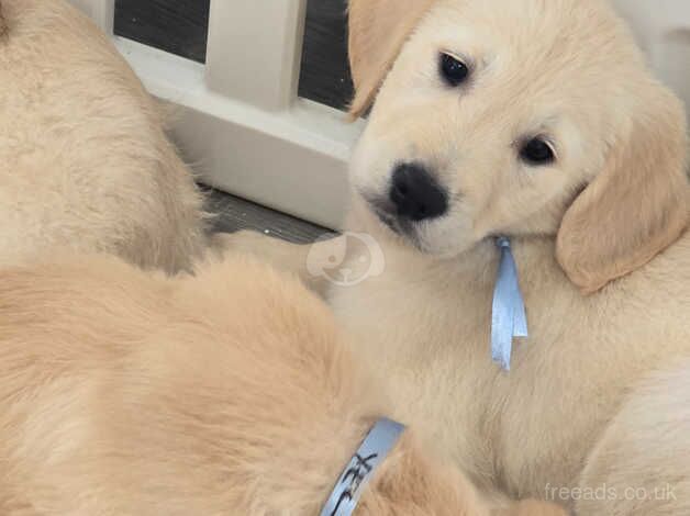 Golden retriever, puppies looking for the forever. Loving home for sale in Oldham, Greater Manchester - Image 5