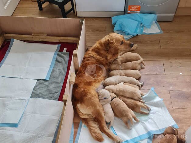 Golden retriever puppies pedigree for sale in Stoke-on-Trent, Staffordshire